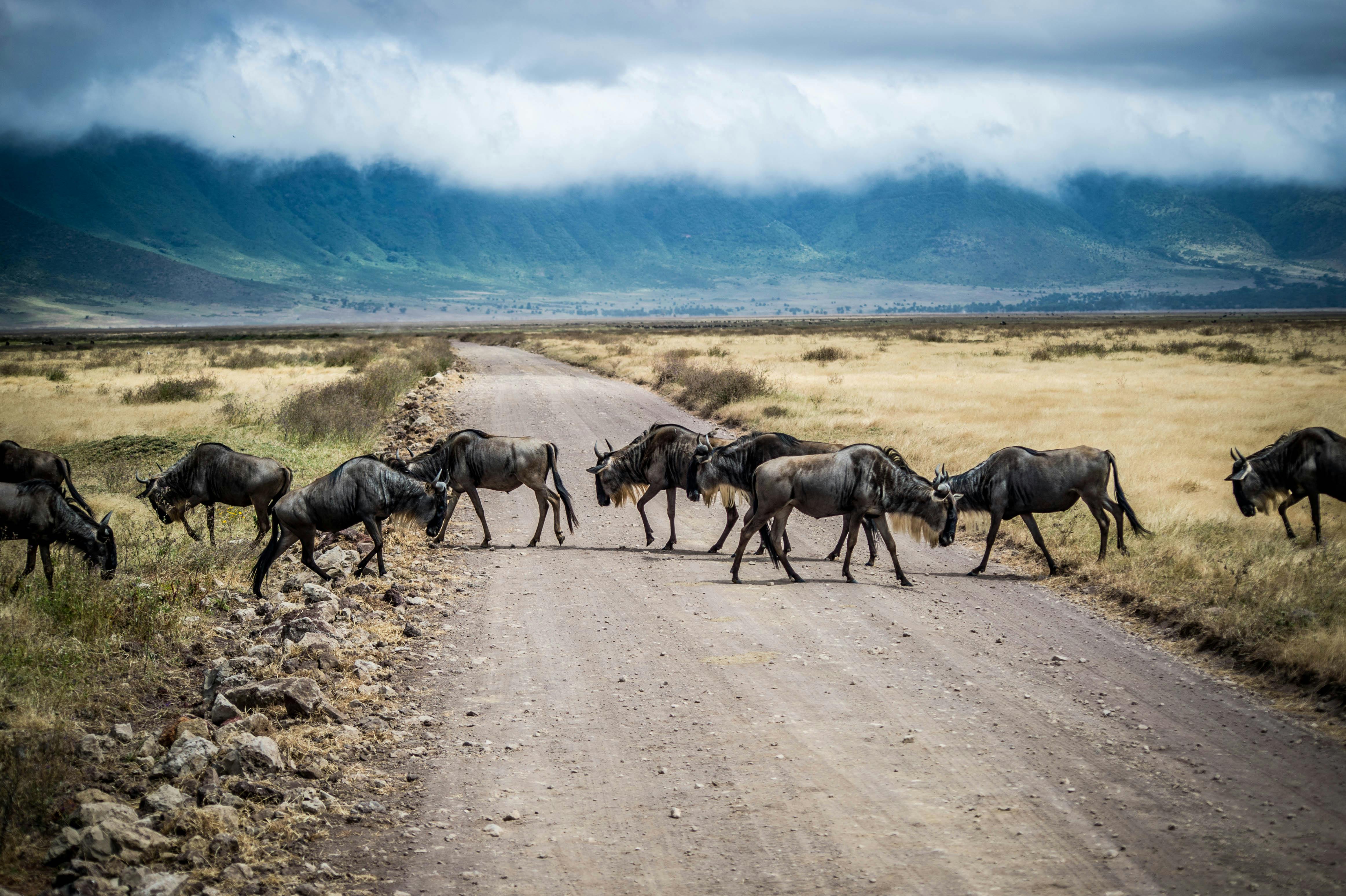 Discover the Land of Diversity